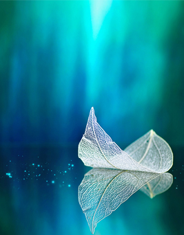 Astrology Consultations